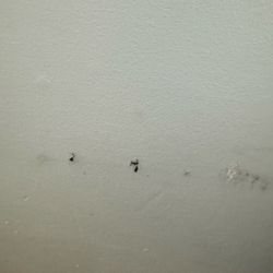 Presence Saint Anne Center - Another marred wall