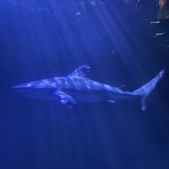 Oklahoma Aquarium - Aquariums Near Me - Jenks, Oklahoma