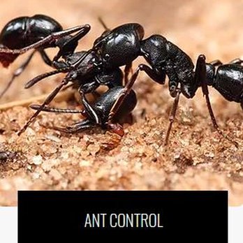Family Pest Services - Pest Control Near Me - Lutz, Florida Family Pest Services - Pest Control Near Me - Lutz, Florida