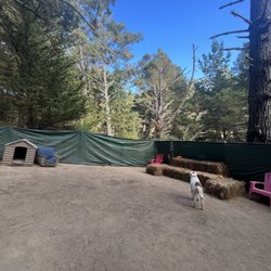 Our doggie daycare facility