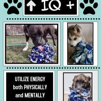 NoCo Animal Care - Pet Training Near Me NoCo Animal Care - Pet Training Near Me