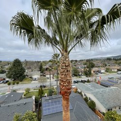 Acevedo Tree Service - Mexican fan palm trim