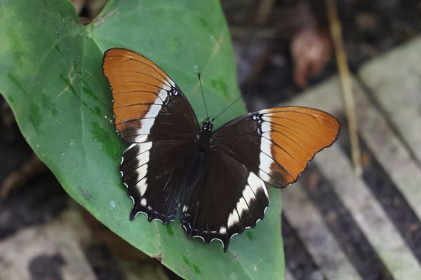 Texas Discovery Gardens at Fair Park by null