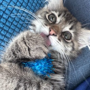 Pawsitivitea CNY - a kitten playing with a toy - Themed Cafes Near Me - Syracuse, New York Pawsitivitea CNY - a kitten playing with a toy - Themed Cafes Near Me - Syracuse, New York