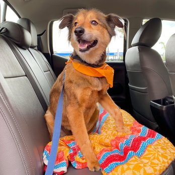 Wag Hotels - Carson - Here's my dog Kato who was groomed by Siena at Wag Hotel in Carson, CA. I gotta say he's looking fresh! - Pet Training Near Me - Carson, California