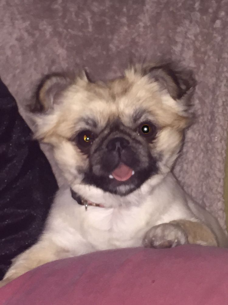 HEAVENLY PAWS PET BOARDING & GROOMING Updated September 2024 3606 W