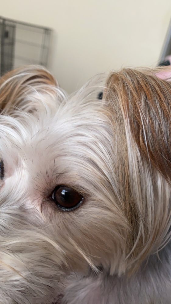 GROOMER GIRLS PET SALON Updated June 2024 19 Photos & 23 Reviews