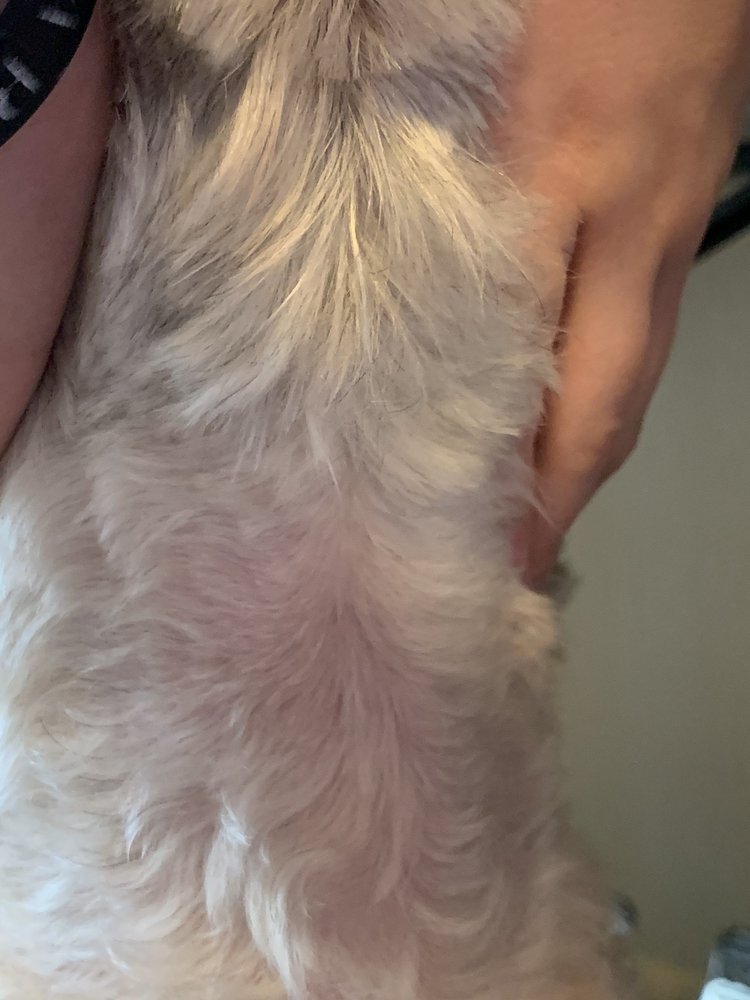 AUSSIE PET MOBILE OF MICHIANA Updated September 2024 Niles