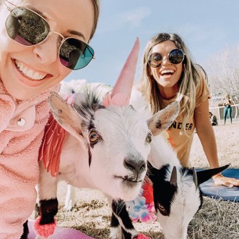 Goat Yoga - Yoga Near Me Goat Yoga - Yoga Near Me