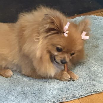Happiness Grooming - Pet Groomers Near Me - Van Nuys, California