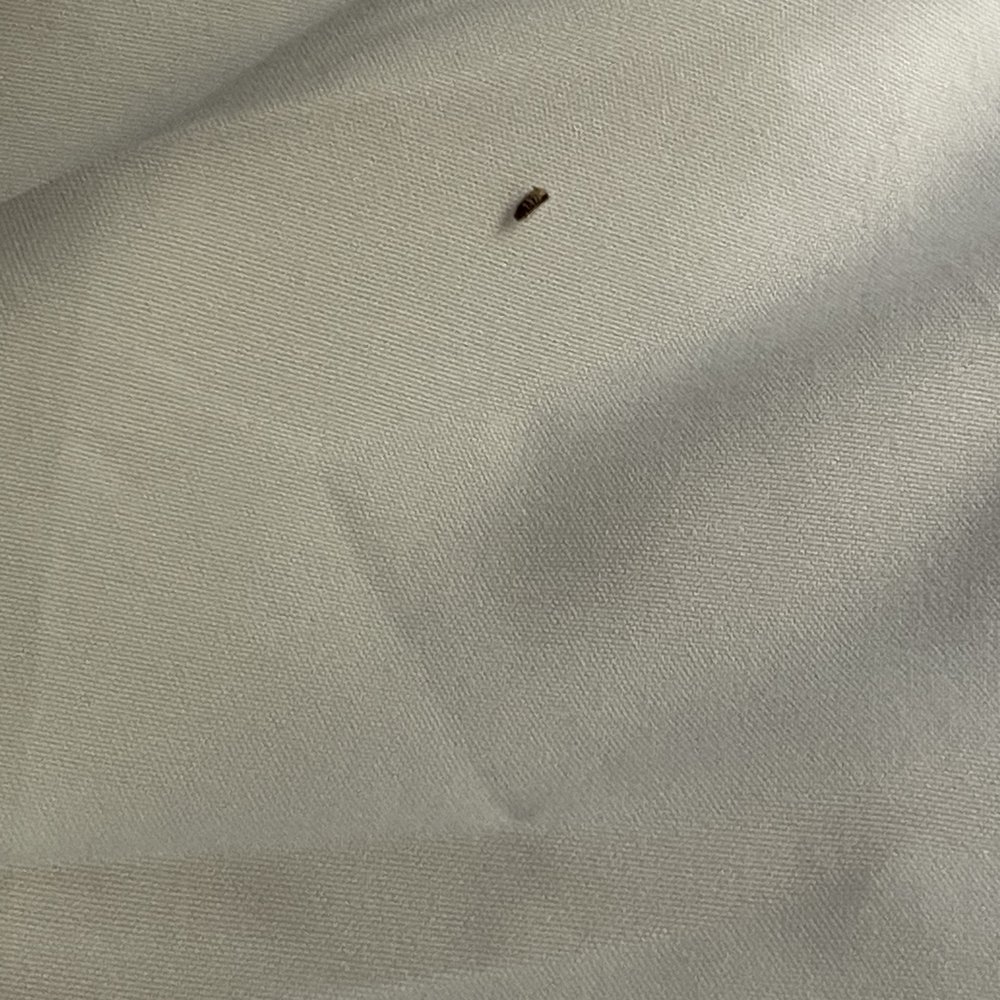 REBL Rentals - Bugs were found in guest bedroom lower bunk bed. - Vacation Rentals Near Me REBL Rentals - Bugs were found in guest bedroom lower bunk bed. - Vacation Rentals Near Me