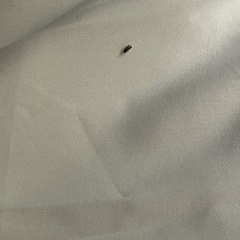REBL Rentals - Bugs were found in guest bedroom lower bunk bed. - Vacation Rentals Near Me