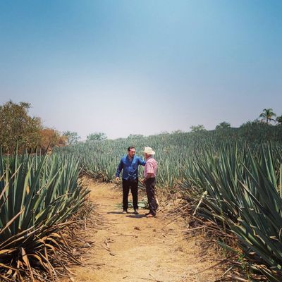 The Agave Experience by null