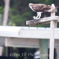 Fun Boat Tours - Osprey