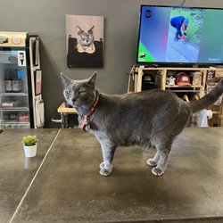 Strum Brewing Co. - Brewery cat