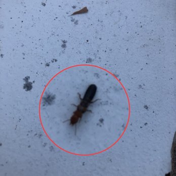 Trackers Termite Control - drywood termite - Pest Control Near Me - Covina, California