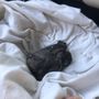 East Coast Wildlife Rehab