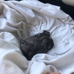 East Coast Wildlife Rehab - Bubby the baby Grackle