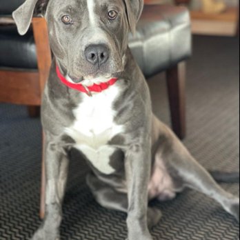 One Day Dog Training - Pet Training Near Me One Day Dog Training - Pet Training Near Me