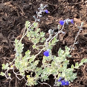 All Environmental Design - a plant with blue flowers - Landscaping Near Me - Pomona, California