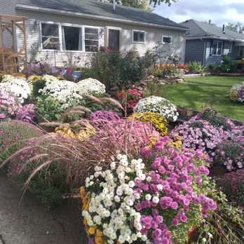 LJ's Petals and Produce - Mums!!! At great prices! - Nurseries & Gardening Near Me - Lorain, Ohio LJ's Petals and Produce - Mums!!! At great prices! - Nurseries & Gardening Near Me - Lorain, Ohio