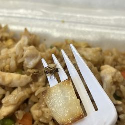 Tiger Noodle House - A bug in my food!!!!