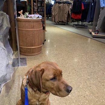 VanEss Doggie Daycare - Brutus our shopping at Cabela's calm, respectful, a stellar star in the community. - Pet Sitting Near Me - Canton, Ohio