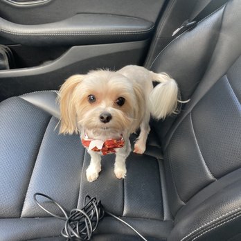 4 Paws Pet Sitting - Dog Walkers Near Me - San Antonio, Texas 4 Paws Pet Sitting - Dog Walkers Near Me - San Antonio, Texas