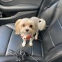 Photo of 4 Paws Pet Sitting