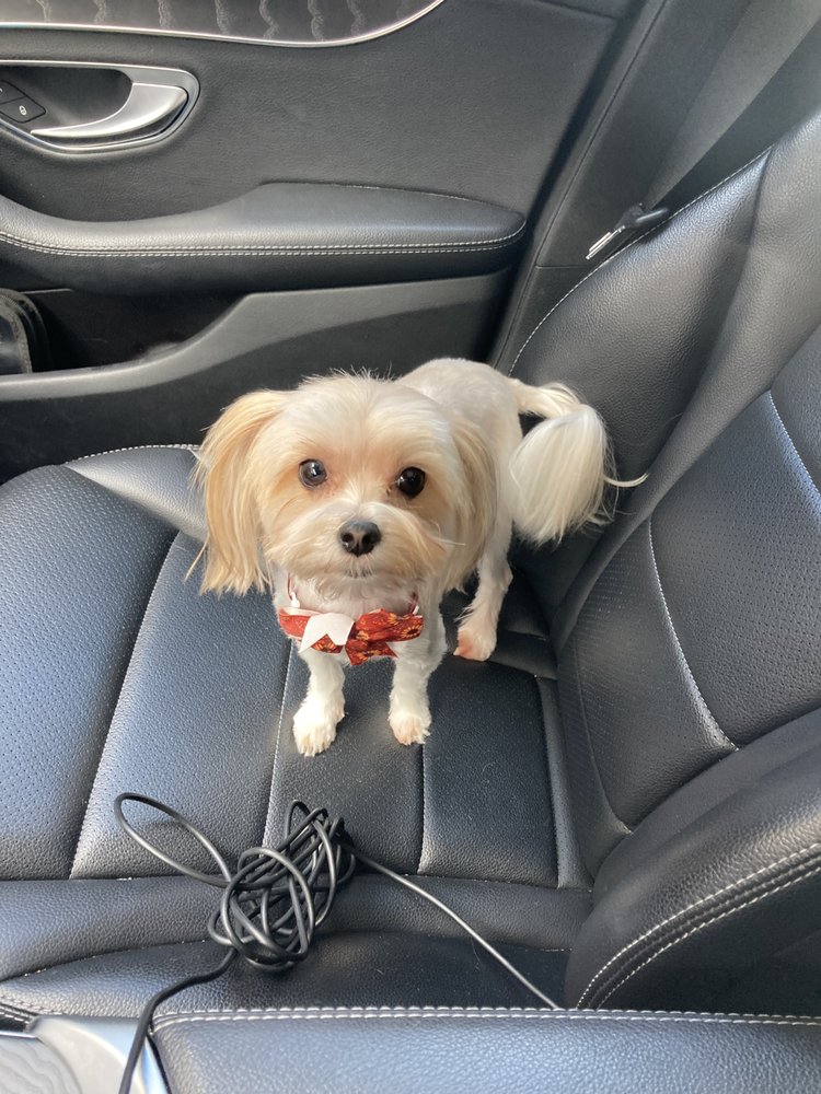 4 Paws Pet Sitting - pet boarding facility in San Antonio, TX