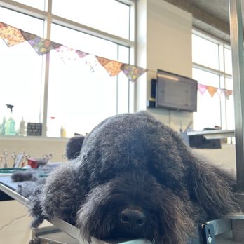 Posh Pooch - Zola napping in the middle of her visit. - Pet Groomers Near Me - Seal Beach, California