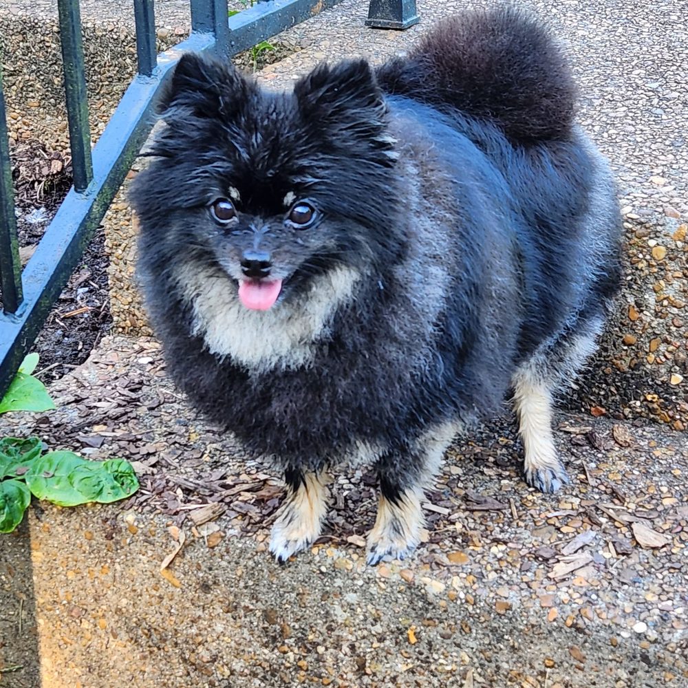 TOP 10 BEST Veterinarians near Antioch, TN 37013 - Updated 2026 - Yelp, image size:1000x1000