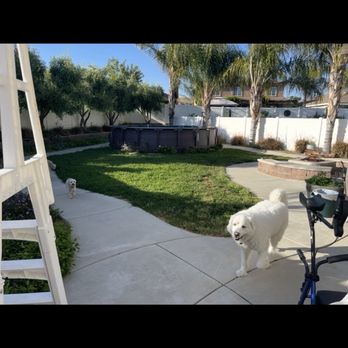 A's Tree Service - Before - Tree Services Near Me - Placentia, California
