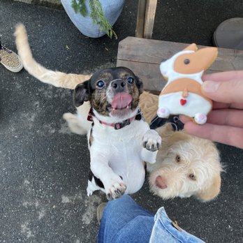 Dog Yard Bar - they love the funny treats - Dog Parks Near Me - Seattle, Washington Dog Yard Bar - they love the funny treats - Dog Parks Near Me - Seattle, Washington
