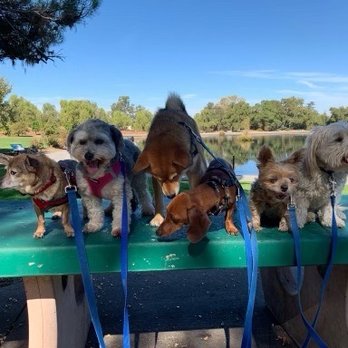 Fit Dog Theory - Dog Walkers Near Me Fit Dog Theory - Dog Walkers Near Me