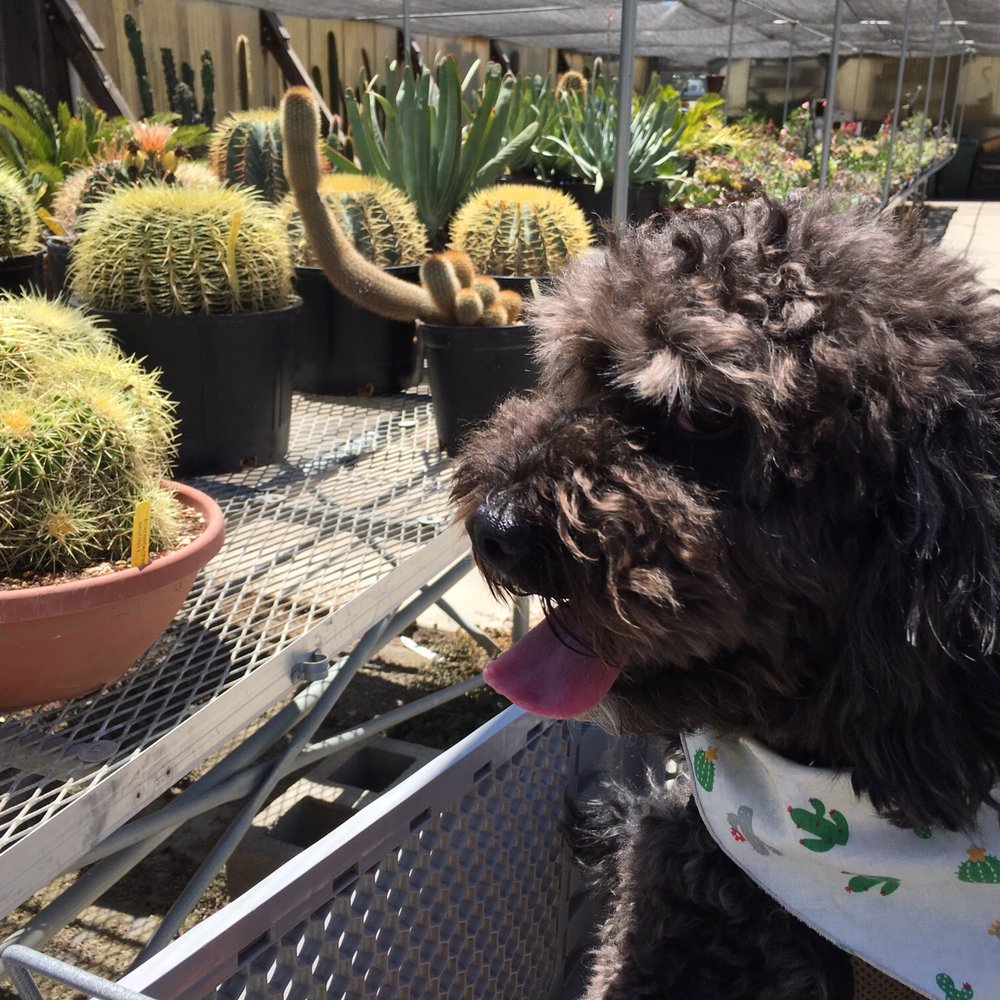 Poot's Cactus Nursery - Dressed to impress with a cactus scarf! - Nurseries & Gardening Near Me - Ripon, California Poot's Cactus Nursery - Dressed to impress with a cactus scarf! - Nurseries & Gardening Near Me - Ripon, California