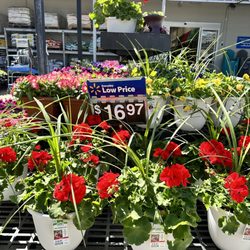 Walmart Supercenter - Great Flowers!!!
