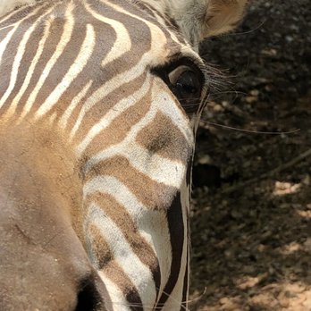 Cherokee Trace Drive Thru Safari - A Zebra at our car window - Parks Near Me - Jacksonville, Texas
