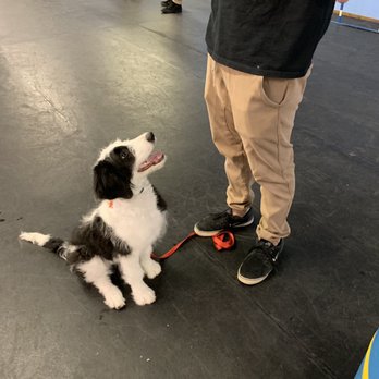 K9 Logic Dog Training - Maxine learning how to sit - Pet Training Near Me - Glendale, California K9 Logic Dog Training - Maxine learning how to sit - Pet Training Near Me - Glendale, California