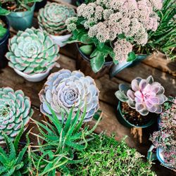 Weaver Gardens