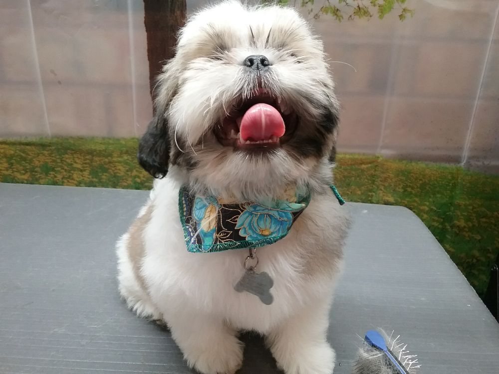 HAPPY DOG SALON Updated August 2024 2410 W 17 St, Greeley, Colorado