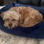 Photo of Dependable Pet Sitter