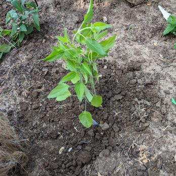 Plant Delights Nursery - One of the Henry Duelbergs, before watering in, planted in a new bed. - Nurseries & Gardening Near Me - Raleigh, North Carolina