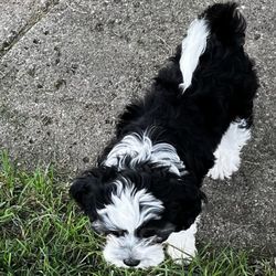 Country Village Animal Clinic - Need her groomed before Sept, 15th. Thanks, Vicki 6084841371Oakley, is a cavabear, 3 months old