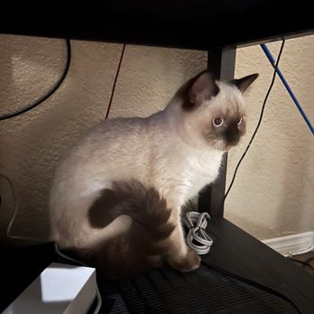 HQ Lovely Cattery - Pet Breeders Near Me HQ Lovely Cattery - Pet Breeders Near Me