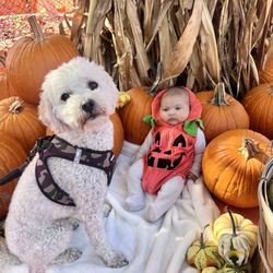Pick of The Patch Pumpkins & ABC Tree Farms