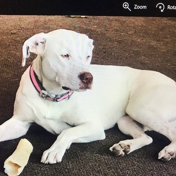 Doggie Bonez Rescue - I'm just chillin' - Pet Adoption Near Me - San Juan Capistrano, California Doggie Bonez Rescue - I'm just chillin' - Pet Adoption Near Me - San Juan Capistrano, California