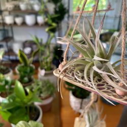 The-plantshoppe - Plants galore!