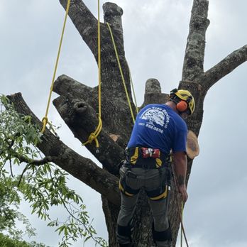 Cannon Tree Service - Climber strapping a log for crane removal - Tree Services Near Me - Covington, Louisiana Cannon Tree Service - Climber strapping a log for crane removal - Tree Services Near Me - Covington, Louisiana