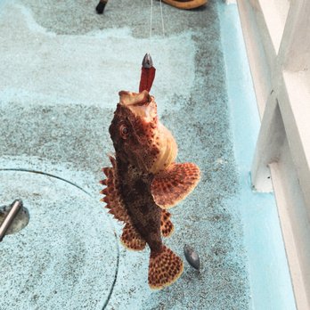 Davey's Locker - Fishing Near Me - Newport Beach, California